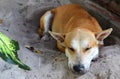 A lone dog sleeps on the sand Royalty Free Stock Photo