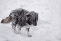 A lone dog walks through a snowstorm cold in winter. Royalty Free Stock Photo