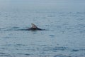Lone dolphin fin breaks the surface of calm, clear blue water, reflecting the sky above Royalty Free Stock Photo