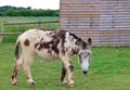 Lone Donkey on grass.