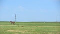 Lone Donkey on Grassy Plain with Power Lines Royalty Free Stock Photo