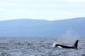 Lone Dorsal fin with Pod of Resident Orcas of the coast near Sechelt, BC Royalty Free Stock Photo