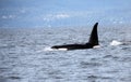 Lone Dorsal fin with Pod of Resident Orcas of the coast near Sechelt, BC