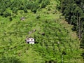 Lone double storey, cute white house with lush green trees background on mountain slope at Manali, India Royalty Free Stock Photo