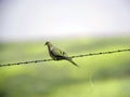 A lone dove on a barbed wire fence