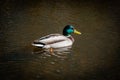 A lone Drake swims in the reservoir of the Peterhof fountains of Petrodvorets. Royalty Free Stock Photo