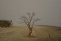 A lone dried branched tree in the vast open landscape of Henry Island, West Bengal, India