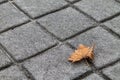 Minimal Brown Dried Leaf on grey square tile