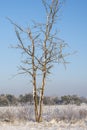 Lone dried tree covered with snow against the clear blue sky, vertical shot