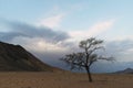 Lone dry acacia tree against blue sky and dark clouds Royalty Free Stock Photo