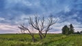 Lone dry dead tree. Storm Rainy weather. Summer overcast sky. Green agriculture field and meadow Royalty Free Stock Photo