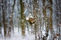 Lone dry leaf on a tree branch. Winter snowy day in the woods_ Royalty Free Stock Photo