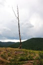 A lone dry pine tree on top of a mountain in front of an ancient stone labyrinth Royalty Free Stock Photo