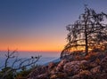 Lone dry tree among the rocks in the mountains at sunset Royalty Free Stock Photo