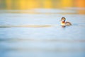 lone duck casting ripples on a serene lake