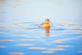 lone duck casting ripples on a serene lake