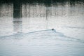 Lone duck in lake with wharf reflection, minimalistic photo Royalty Free Stock Photo