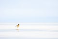 lone duck on vast frozen pond, minimalist