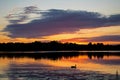 Lone Duck Waiting For Sunrise