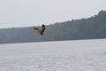 Eagle Soaring Over The Water