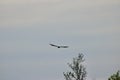 Lone eagle soaring toward the cloudy sunset Royalty Free Stock Photo