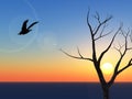 Lone Eagle Sunset