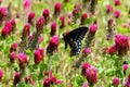 Eastern Black Swallowtail butterfly in a field of Crimson Clover