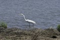 Lone Egret in the Water Royalty Free Stock Photo