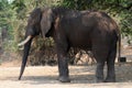 A lone elephant bull at Mana Pools Royalty Free Stock Photo