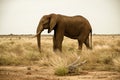 Lone elephant bull in scrubland Royalty Free Stock Photo