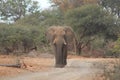 Lone Elephant Bull walking down a sandy road Royalty Free Stock Photo