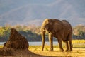 Lone elephant bull walking on the Zambesi plain. Royalty Free Stock Photo