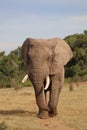 Lone elephant on patrol