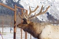 Lone elk outside of Girdwood, Alaska, in the winter.