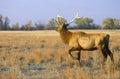 Lone Elk at sunrise, Niobrara National Wildlife Refuge, NE Royalty Free Stock Photo