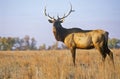 Lone Elk at sunrise, Niobrara National Wildlife Refuge, NE Royalty Free Stock Photo