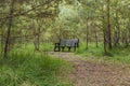 Lone Empty Bench Within a Green Forest
