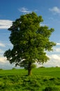 A Lone English Oak Tree