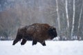 Lone European bison walikng in the snowfall