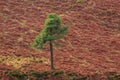 Lone Evergreen Tree on a Red Slope in a Turf Bog Royalty Free Stock Photo