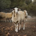 Sheep Flock in Turkey.