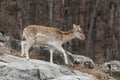 A lone fallow deer on a rock face Royalty Free Stock Photo