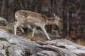 A lone fallow deer on a rock face Royalty Free Stock Photo