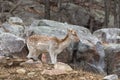 A lone fallow deer on a rock face Royalty Free Stock Photo