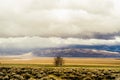 Lone Farm Tree