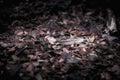 A lone feather on the forest floor. Royalty Free Stock Photo