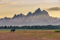 Lone female bison standing in a colorful field in front of the Grand Tetons at sunset.