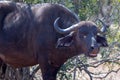 Lone female Cape Buffalo [syncerus caffer] cow mooing in South Africa Royalty Free Stock Photo