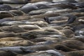 Lone Female Elephant Seal Yells over Group of Sleeping Seals on Beach Royalty Free Stock Photo