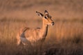 A lone female impala aepyceros melampus looking into the distance at golden hour, South Africa Royalty Free Stock Photo